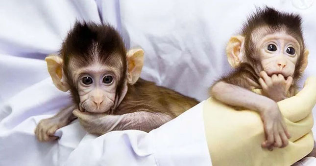 “实验猴”撑起亿级市场