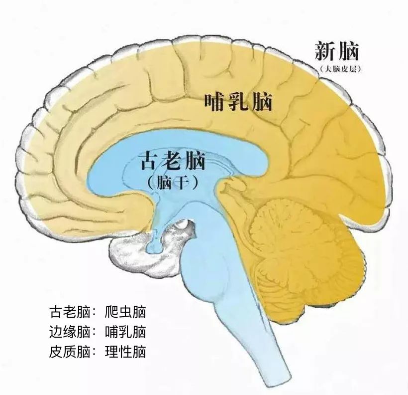 杏仁核在大脑的位置图片
