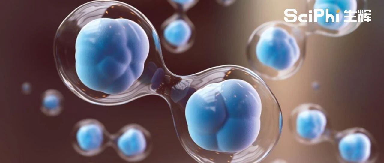 科学家利用干细胞重编程构建合成人类胚胎